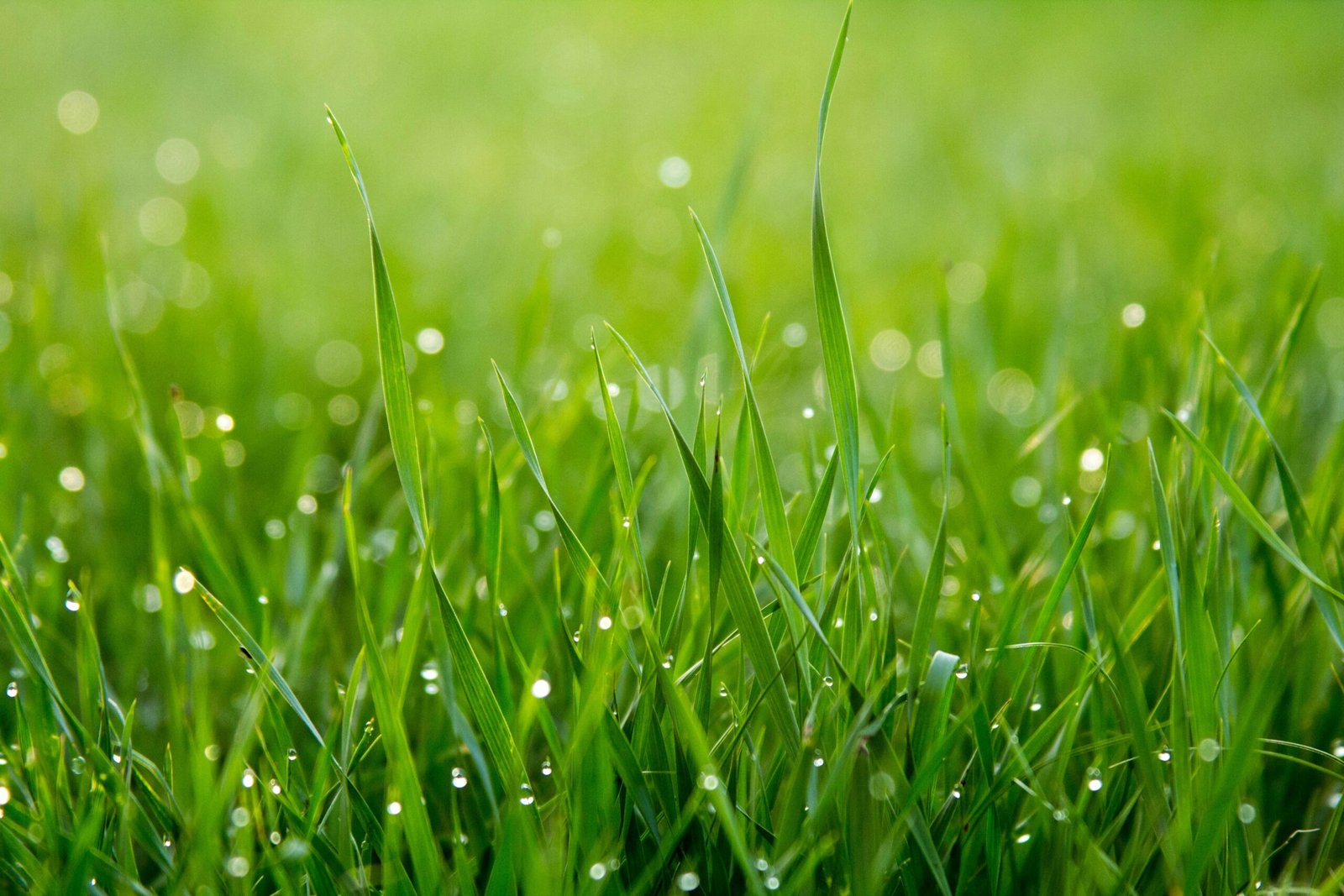 I Used to Cut Grass